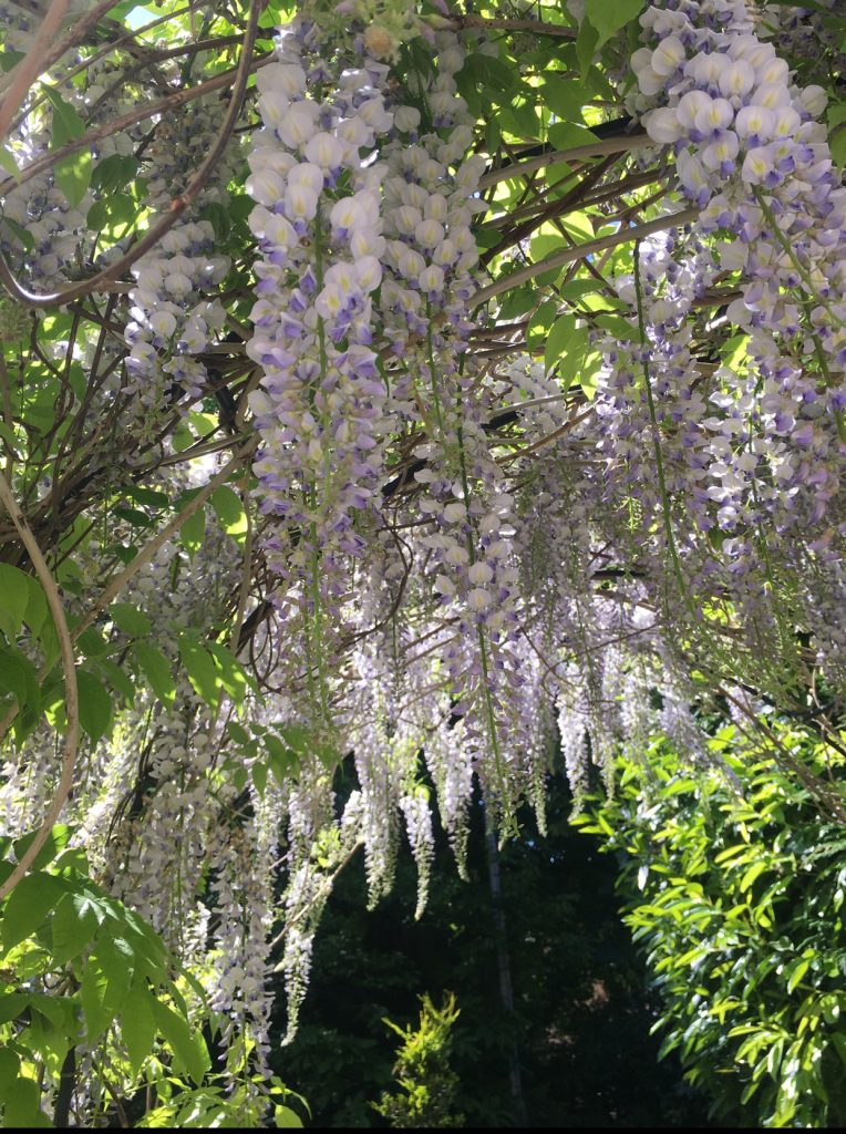 backyard garden arch ideas - wisteria