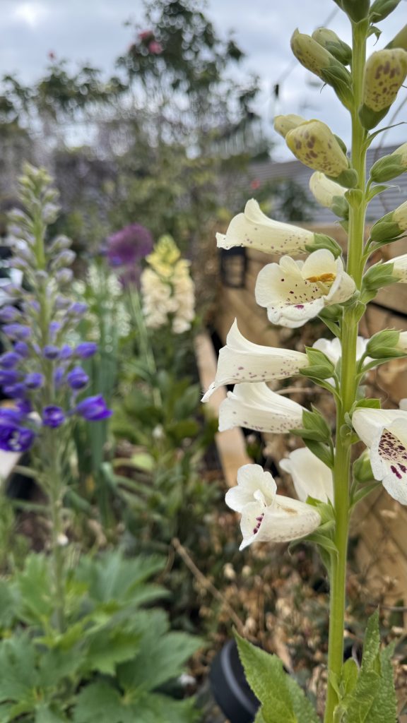 bespoke gardens on a budget - flowers